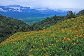 遊記 花蓮縣 玉里鎮赤科山 千噸神龜 三巨石 汪家古厝 萱園居 小台灣 金針大道 富里鄉六十石山 小瑞士觀景台 忘憂亭一覽金針花 海 銀河 雲海 琉璃光 雨曝 夕陽斜射光 日出火燒雲美景 交通 租機車 住宿 火車 拍攝地圖 拍攝點 即時花況 即時影像