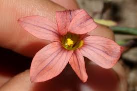 Image result for Moraea verdickii