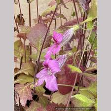 Image result for Aeollanthus rehmannii