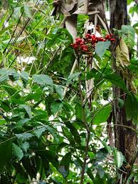 Image result for Lepisanthes senegalensis