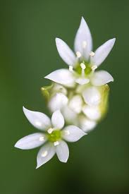 Image result for Allium ursinum