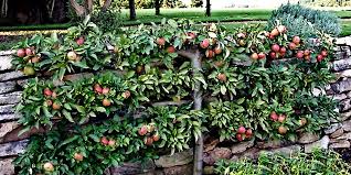 Apple and pear cordons are generally planted at an angle of 45° and trained to a height of 1.8 m (6 ft). Espalier Fruit Trees Create A Home Orchard With A Small Footprint River Road Farms