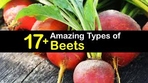 Yellow mangel beets have a milder, more subtle flavor than red beets. 17 Types Of Beets And How To Grow Them