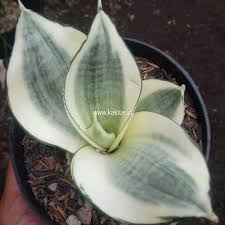 Image result for Sansevieria metallica