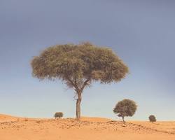 Image of الغاف plant in UAE