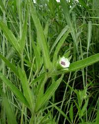 Image result for Aspilia kotschyi