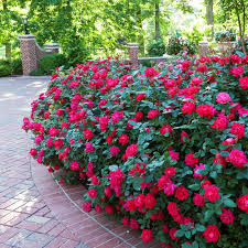 With our knock knock promo codes, customer can get discount in average of $8 for entire orders. Red Double Knock Out Roses For Sale Brighterblooms Com