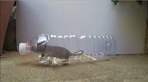 Comment Fabriquer Un Piege A Souris Ou Rat Non Mortel My Blog