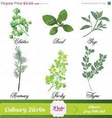 Fragrant Culinary Herbs Digital Clipart Scrapbooking Etsy Culinary Herbs Herbs Clip Art