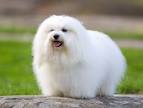 Coton de tulear puppies for sale UK - May 2020