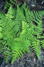 Image result for Arachniodes