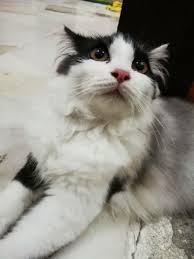 We did not find results for: Kucing Parsi Mix Pet Supplies Pet Accessories On Carousell