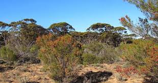 Image result for Eucalyptus angustissima