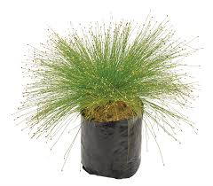 Image result for Isolepis