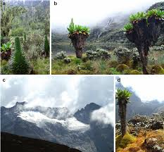 Image result for Senecio milanjianus