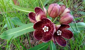 Image result for Glossostelma