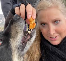 📷: Awesome photo captures a cat 🐱 watching a bear 🐻 in her front yard in  Stony Point. There has been an increase in bear sightings in the Stony  Point