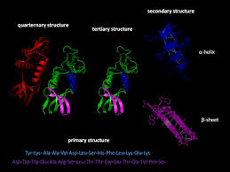 Protein separation based on size 2. Protein Folding Wikipedia