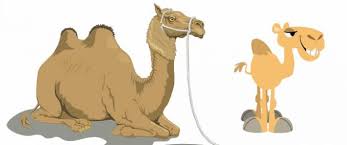 The presbyterian church called a meeting to decide what to do about their squirrel infestation. Baby Camel And Mother Moral Stories