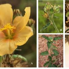 Image result for Melochia melissifolia