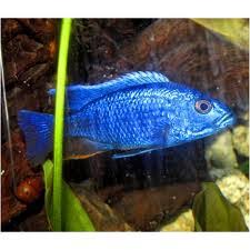 The blue peacock cichlid, aulonocara nyassae, comes from the rocky, sandy shores of the blue peacock cichlid does well in an aquarium that is at least 55 gallons with plenty of rocks for territories. Electric Blue Peacock African Cichlid 2 3 Inches Rfi