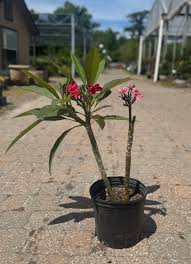 Image result for Plumeria
