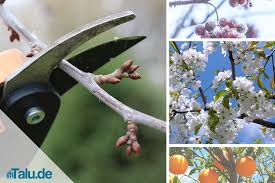 Es gibt keinen einheitlichen schnitttermin für obstbäume. Obstbaumschnitt Wann Schneide Ich Den Obstbaum Talu De