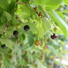 All types of flowering cherry are dwarves compared to this one. Prunus Incisa Kojo No Mai Buy Small Fuji Cherry Blossom Trees