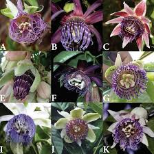 Image result for Passifloraceae
