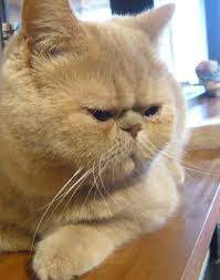 ԃ 猫 ねこ 生き物