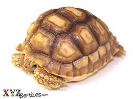 Owning a tortoise should be a the legislation is formatted in such a way as to make the commercial transaction of a sale without a valid certificate specifically a two ended offence. Sulcata Tortoise For Sale With Live Arrival Guarantee Xyzreptiles