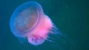 Image result for Dicoma arenaria