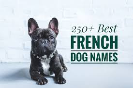 Keep reading to find over 100 french bulldog names, ranging from cute to funny to famous. 250 Best French Dog Names And Meanings My Pet S Name