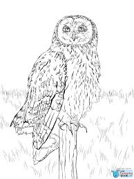 Pin Di Bird Coloring Pages