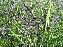 Image result for Phyllorachis