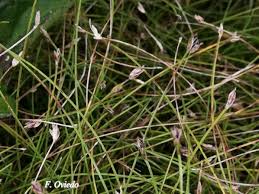 Image result for Eleocharis retroflexa