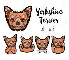 Yorkshire Terrier Dog Head Set Royalty Free Cliparts Vectors And Stock Illustration Image 100736170 Caractère, santé, alimentation, prix et entretien. yorkshire terrier dog head set