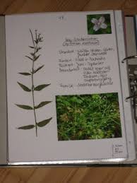 Herbaria are usually affiliated with universities, museums, or. Das Perfekte Herbarium Anleitung Zur Herstellung Tipps Tricks Green24 Pflanzen Garten Forum