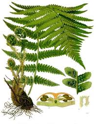 Although a common fern in most of its european range, this species is found only in a few mountainous localities in andalusia, southern iberian peninsula. Gewohnlicher Wurmfarn Dryopteris Filix Mas Beschreibung Steckbrief Systematik