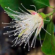 Image result for Sonneratia alba