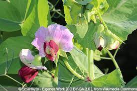 kann man zuckerschoten roh essen sind sie gefahrlich gartendialog de