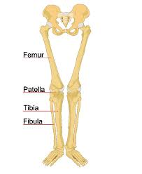 The tibia is the main bone of the leg, forming what is more commonly known as the shin. Diagram Upper Leg Bones Diagram Full Version Hd Quality Bones Diagram Clubdeldiagrama Virtual Edge It