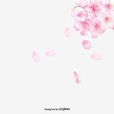 Download transparent cherry blossom png for free on pngkey.com. Pink Cherry Blossom Falling Elements Cherry Blossom Clipart Painted Peach Color Png Transparent Clipart Image And Psd File For Free Download Cherry Blossom Background Cherry Blossom Petals Cherry Blossom