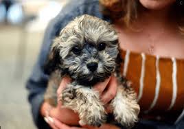 We did not find results for: Poodle And Shih Tzu Mixed Puppies Let S Identify Your Pet