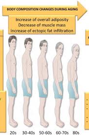 Image result for Body Composition Changes with Aging