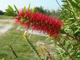 Jetzt ebay plus testen · bei ebay verkaufen · riesige auswahl Bottlebrush Trees Declining Throughout South And Central Florida