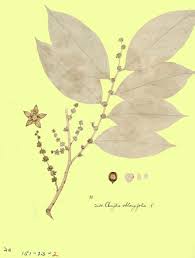 Image result for Clutia