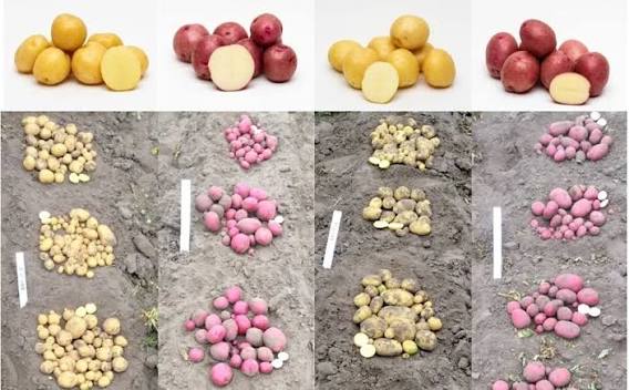 Potatoes Seeding