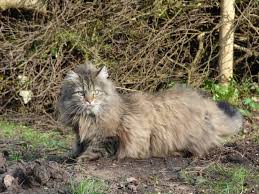 Maybe you would like to learn more about one of these? Norwegian Forest Cat Breed Info Pictures Temperament Traits Pet Keen