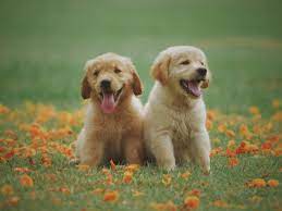 But you're probably wondering how much is a golden retriever? most people know that buying a purebred puppy from a breeder can be pretty costly, but not everyone understands why. How A Single Glance From A Golden Retriever Puppy Cost Me 13 000 Mouthy Money